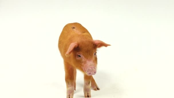 在白色背景上的猪 — 图库视频影像