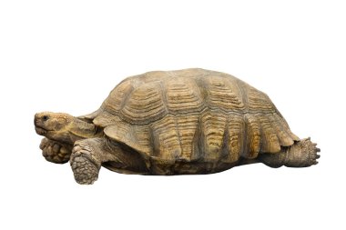 turtle (geochelone sulcata)