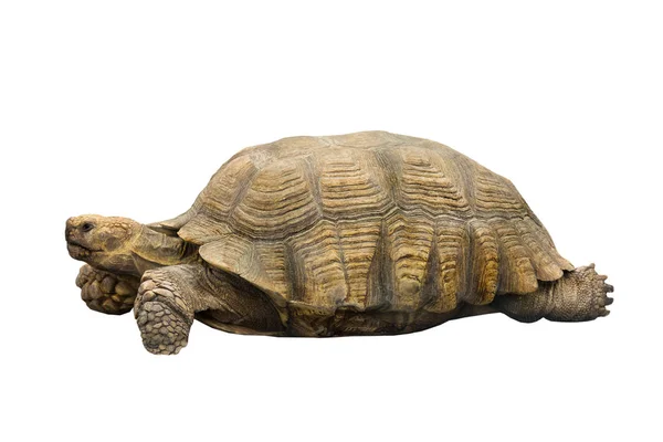 Tartaruga (geochelone sulcata ) — Fotografia de Stock