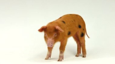 Beyaz bir arka plan üzerinde domuz