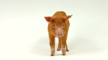 Beyaz bir arka plan üzerinde domuz