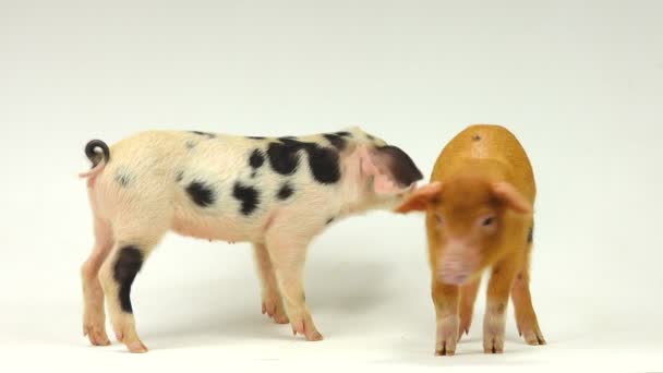 Two pigs on a white background — Stock Footage Two pigs on a white background Royalty Free Stock Video