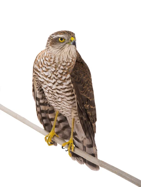 Falcon op een wit — Stockfoto