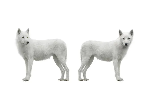 Två vita vargen på en vit — Stockfoto