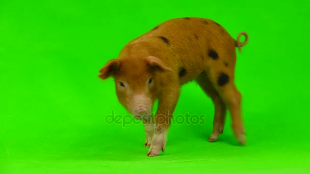 Pig изолированный на зеленом — стоковое видео