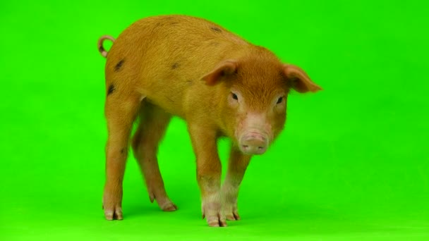 Pig isolated on a green — Stock Video