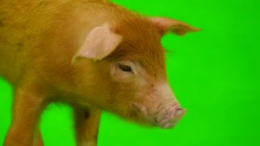 bir yeşil izole domuz