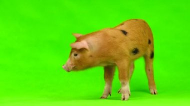 bir yeşil izole domuz