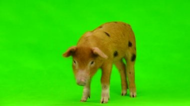 bir yeşil izole domuz