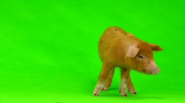 bir yeşil izole domuz