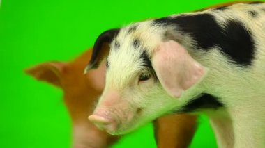 bir beyaz üzerinde iki beyaz kurt