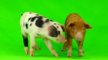 bir beyaz üzerinde iki beyaz kurt