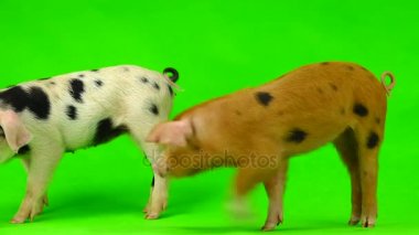 bir beyaz üzerinde iki beyaz kurt