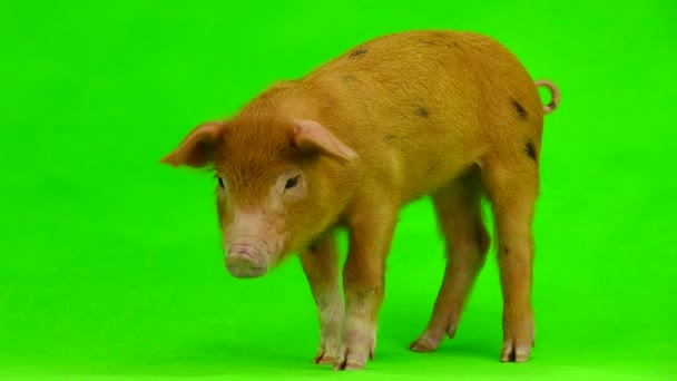 Свиня ізольована на зеленому — стокове відео
