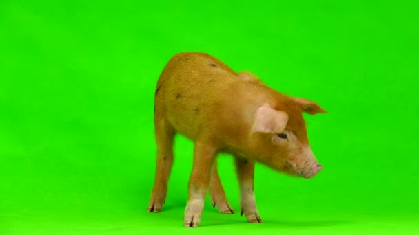 Cerdo aislado en un verde — Vídeos de Stock