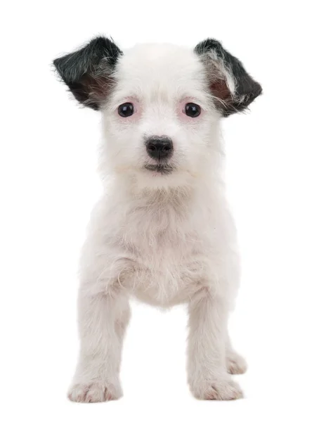 Bir beyaz beyaz köpek yavrusu — Stok fotoğraf
