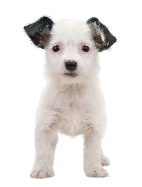 Cachorro blanco en un blanco — Foto de Stock