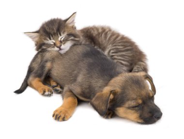 yavru kedi ve köpek yavrusu uyku 