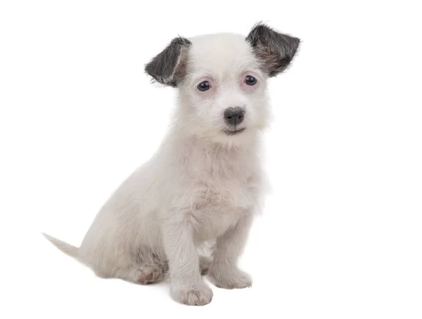 Witte pup op een wit — Stockfoto