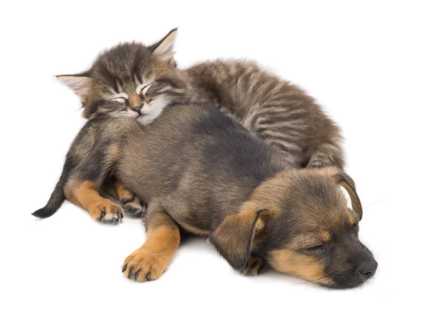 子猫と子犬の睡眠 — ストック写真
