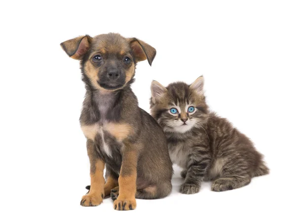 Gatinho e cachorrinho — Fotografia de Stock