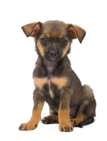 Brown puppy on a white — Stock Photo, Image