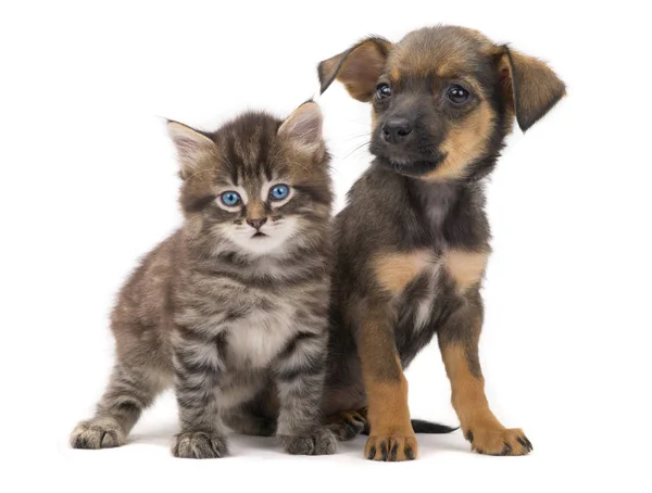 Kätzchen und Welpen — Stockfoto