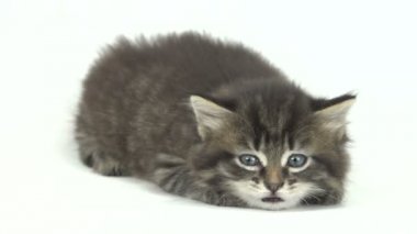 Beyaz arka planda izole kedi yavrusu