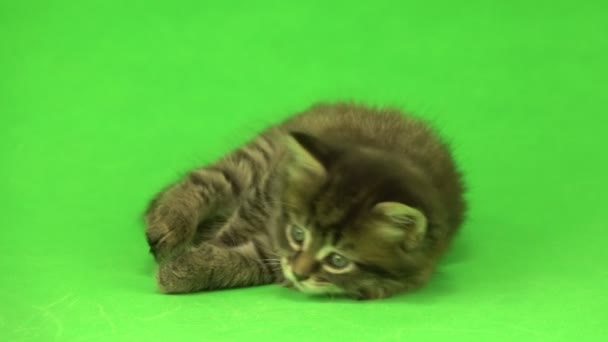 Chaton isolé sur un fond vert — Video