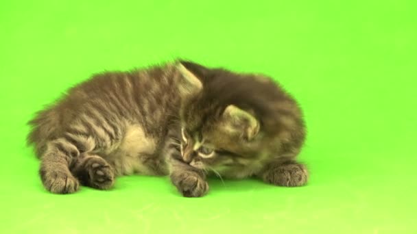 Gatito aislado sobre un fondo verde — Vídeo de stock