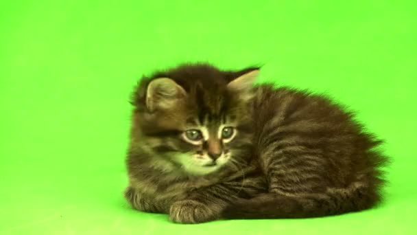 Kätzchen isoliert auf grünem Hintergrund — Stockvideo