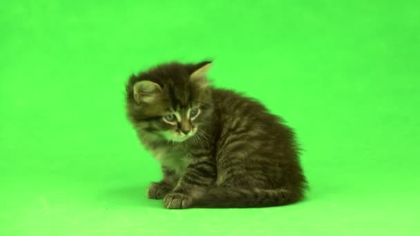 Gatito aislado sobre un fondo verde — Vídeos de Stock