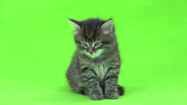 Котенок изолирован на зеленом фоне — стоковое видео