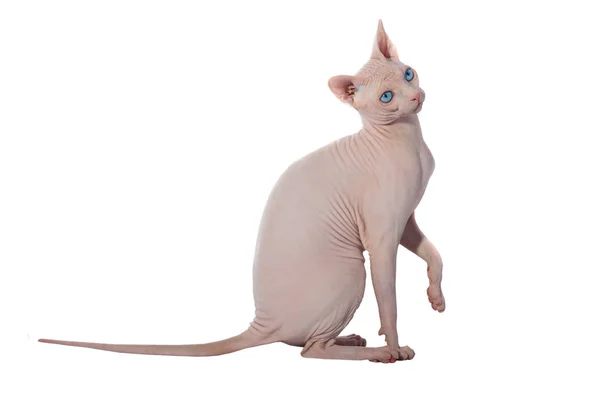 Сфинкс канадский кот — стоковое фото