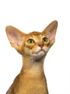 Portre Abyssinian kedi 