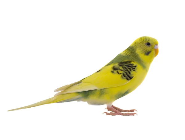 在白色的黄色鹦鹉 — 图库照片