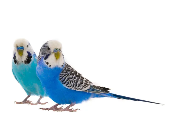 Two blue  budgie — Stock Photo, Image