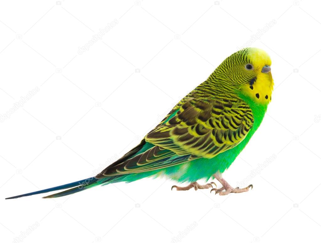 green budgie on white