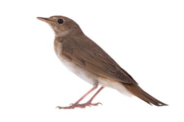 Bülbül (Luscinia luscinia)