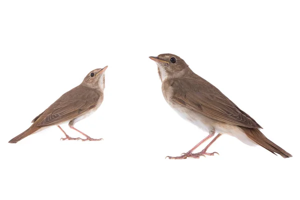 Dois rouxinol (Luscinia luscinia ) — Fotografia de Stock