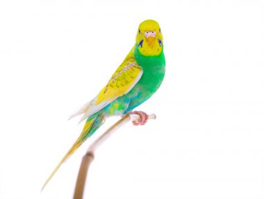 bir sopa üzerinde oturan dalgalı muhabbet kuşu