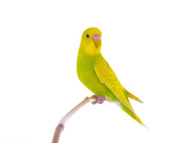 dalgalı muhabbet kuşu oturma