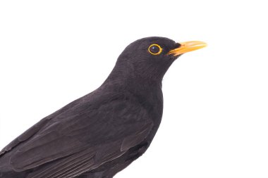 portre siyah kuş (Turdus merula) 