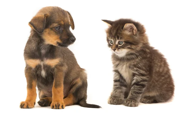 Gatinho e cachorrinho — Fotografia de Stock