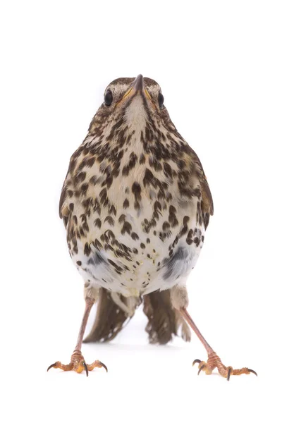 Tordo de canção (Turdus philomelos) — Fotografia de Stock