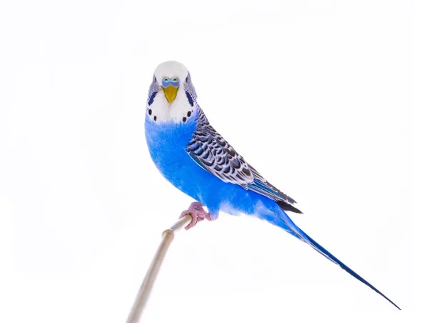 Wavy budgie sitting on a stick — Stock Photo, Image