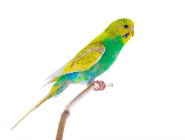 Golvende budgie vergadering — Stockfoto