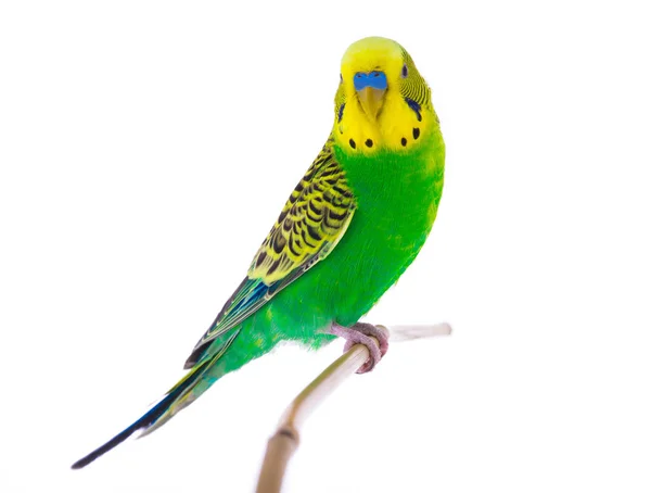 Een groene budgie — Stockfoto