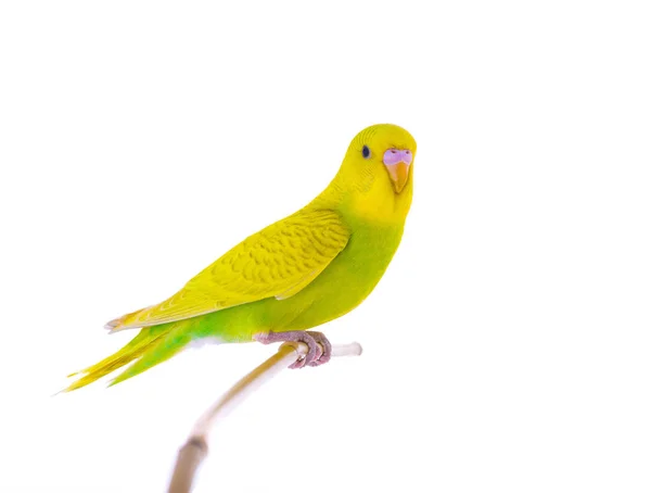 Golvende budgie vergadering — Stockfoto