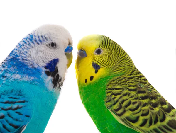 portre iki muhabbet kuşu